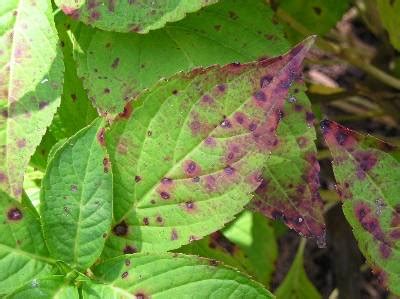 One reason is this perennial shrub. Hydrangea - Leaf Spot | Walter Reeves: The Georgia Gardener