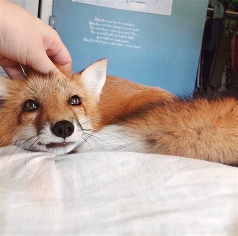 It only makes sense, then, that we want to provide the. Adorable Pet Fox Named Juniper Will Steal Your Heart