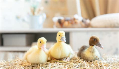 Ducks As Indoor Pets Tips And Tricks Farmhouse Guide