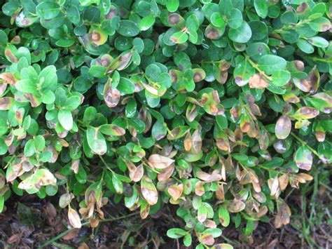 Boxwood Blight Documented Throughout Virginia Rieley And Associates