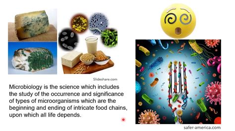 microorganisms in food microbes in food applications of microbes in food industry youtube