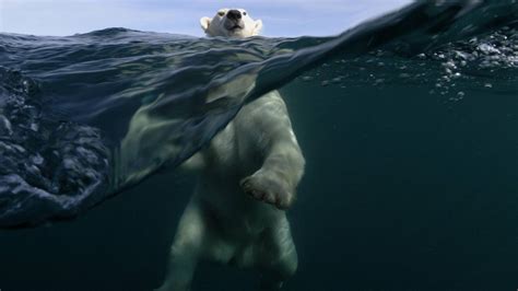 🥇 Animals Swimming Underwater Polar Bears Split View Sea Wallpaper