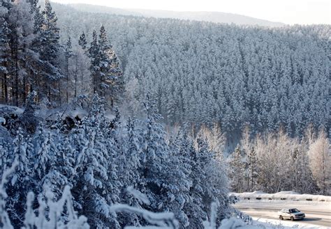 Russian Forests Are Hugely Important To Stopping Climate Change