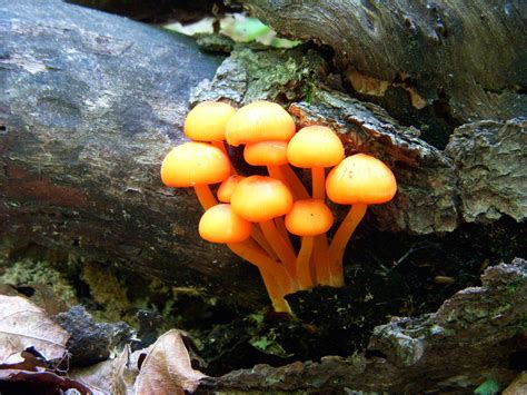 Orange Mushrooms Growing On A Log Wisconsin Mushroom Hunting And
