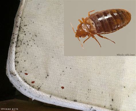Imagebed Bug Feces On Mattress With Close Up Hearts