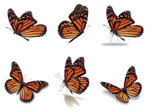 11 Cricut Butterflies ideas in 2021 | cricut, butterfly clip art, butterfly