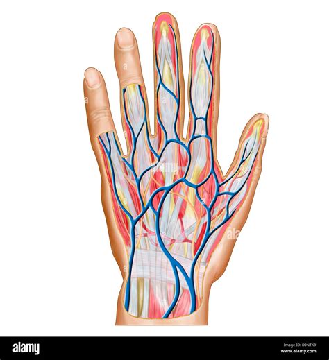 Anatomy Of Back Of Human Hand Stock Photo Alamy
