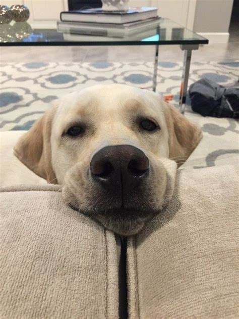 20 Things All Labrador Owners Must Never Forget