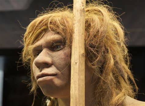 Neanderthals And Modern Humans Parted Ways 800000 Years Ago