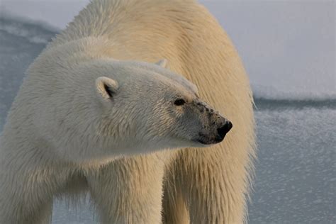 15 Interesting Facts About Polar Bear America Destinations Magical