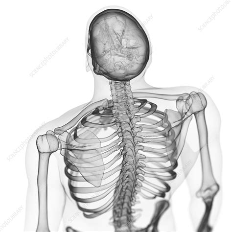 Bones Of Female Back The Female Skeleton Stock Illustration