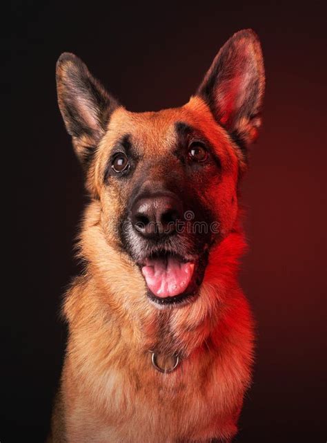 Are There Red German Shepherds