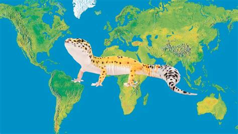 Where Do Leopard Geckos Come From Leopard Gecko Habitat