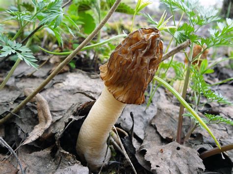 Съедобные грибы Самарской области — фото и описание