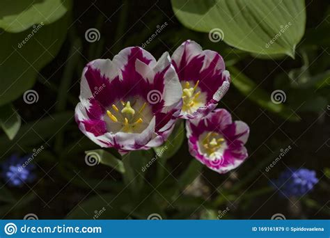 Large Maroon Tulips With White Stripes Close Up Stock Image Image Of