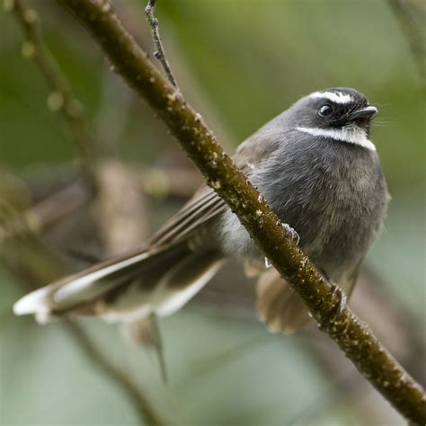 White Throated Fantail Rhipidura Albicollis Doi Inthanon Flickr