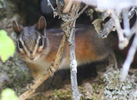 Sonoma Chipmunk Small Mammals Of California · Inaturalist