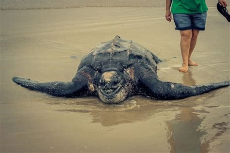 The Biggest Turtle In The World Pictures