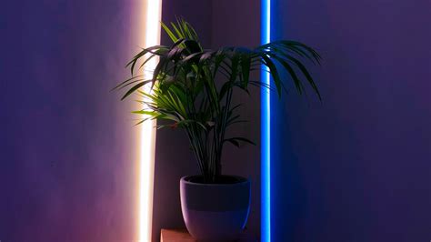 Wallpaper Plant Pot Neon Backlight Decorative Hd Picture Image