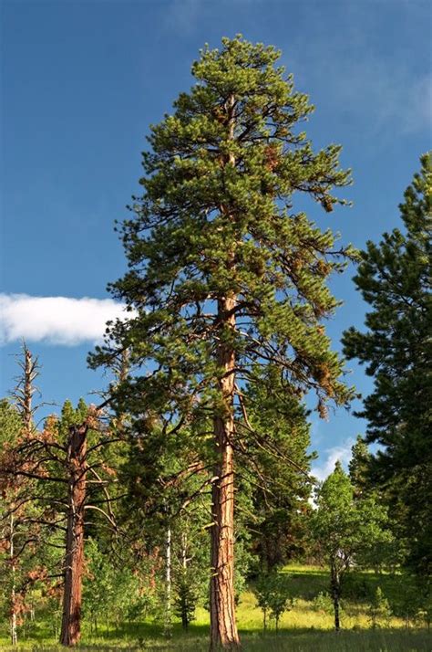 How Fast Do Pine Trees Grow When Speed Of Growth Is Important For Your