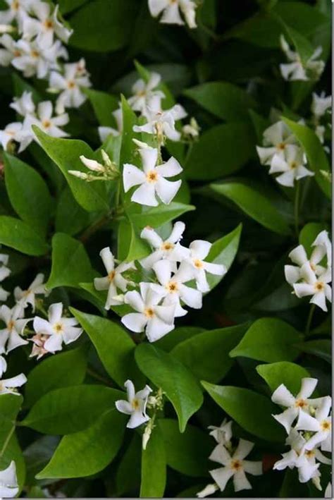 Trachelospermum Jasminoides Fragrant Flowers Exotic Flowers White