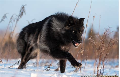Majestic Black Timber Wolves Photographed Like Youve