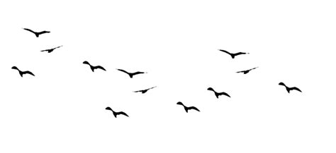 Flying Flock Of Birds Png Hd Image Png All Png All