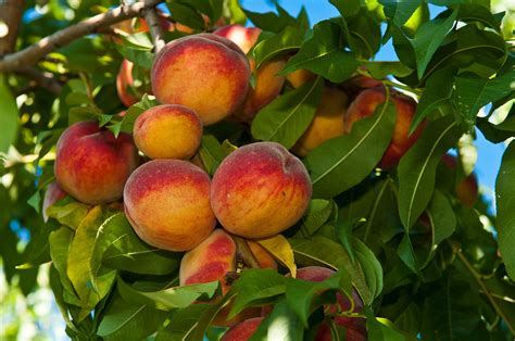 Stone Fruit New England Tree Fruit Management Guide