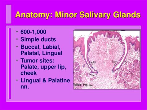 Ppt Salivary Gland Diseases Powerpoint Presentation Free Download