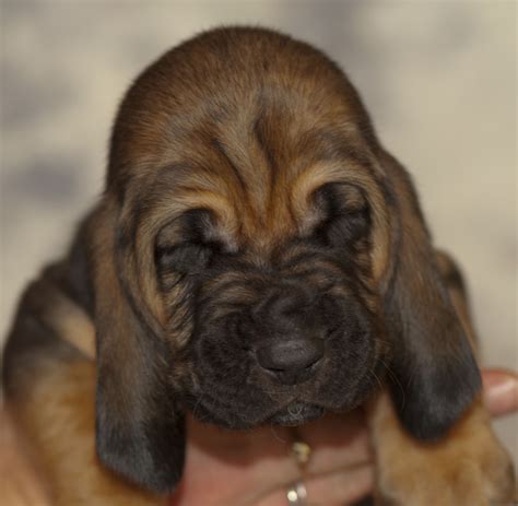 Use them in commercial designs under lifetime, perpetual & worldwide rights. Bloodhound puppy sweetly fell asleep wallpapers and images - wallpapers, pictures, photos