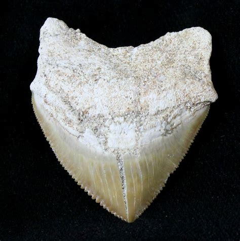 Large Squalicorax Crow Shark Fossil Tooth 19269 For Sale