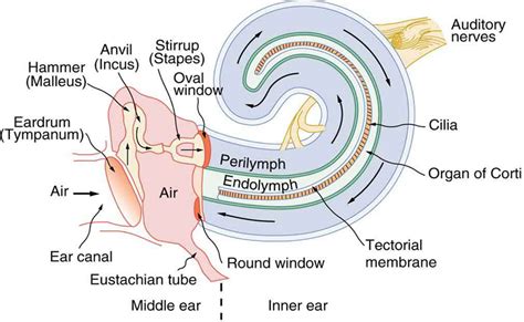 Hearing · Physics