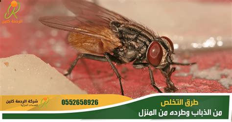 سبب الوفاة هو فشل في التنفس بسبب تلف رئوي خطير. الذباب .. ما هي أسباب ظهوره بكثره في المنزل وما هي طرق ...