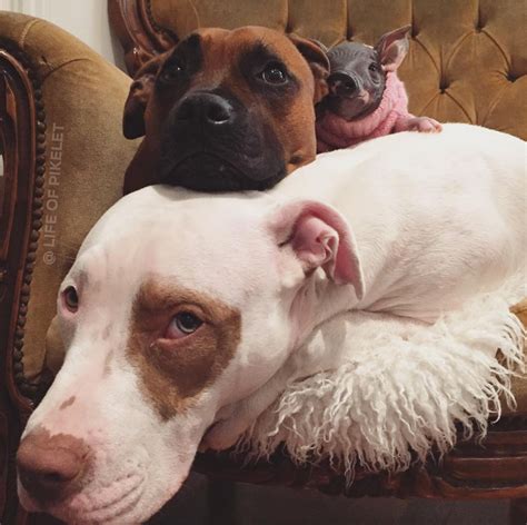 Dear Human Parents These 2 Pit Bulls Are Probably Doing A Better Job