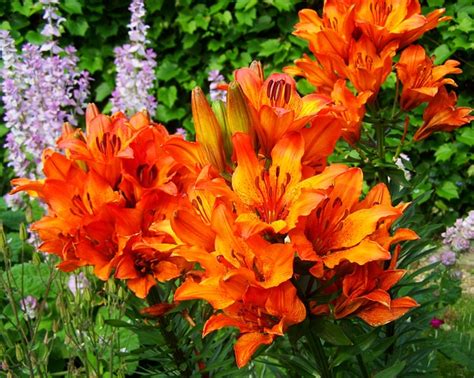 Fire Lily Garden Flower Orange Free Photo On Pixabay Pixabay