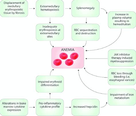 Pathogenesis Of Iron Deficiency Anemia