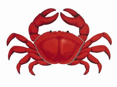 Crab Cancer Facts Clipart Crabs Cliparts Clip