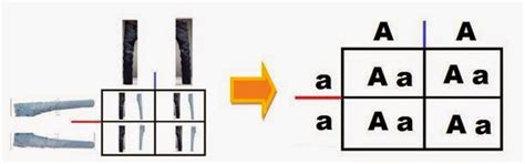 The punnett square is an extremely useful tool for understanding odds and probabilities for. Humerus Revelations of the Naked Ape: Getting Into Your Genes: Explaining Mendelian Genetics ...