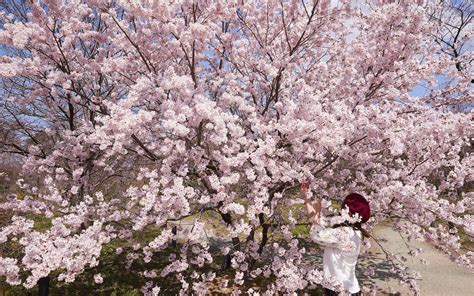 All items limited in size and quantity and currently available at. Japan's Cherry Blossoms Are in Full Bloom — See the Photos | Travel + Leisure