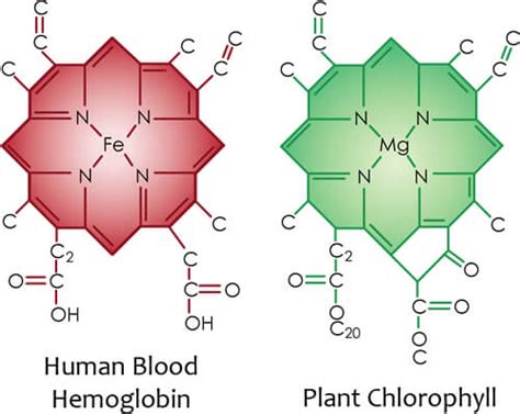 Chlorophyll is a natural pigment that occurs in many green vegetables. Spirulina - 7 gute Gründe für die tägliche Einnahme - Die ...
