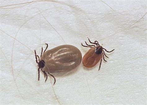 Engorged Deer Tick Vs Engorged Dog Tick Ticks Types Facts And How To