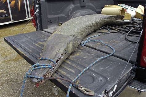 Video Backhoe Hauls Up Giant Alligator Gar That May Break East Texas