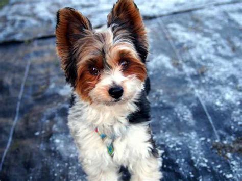 20 Rare Dog Breeds The Smallest Cutest Dogs To Check Out