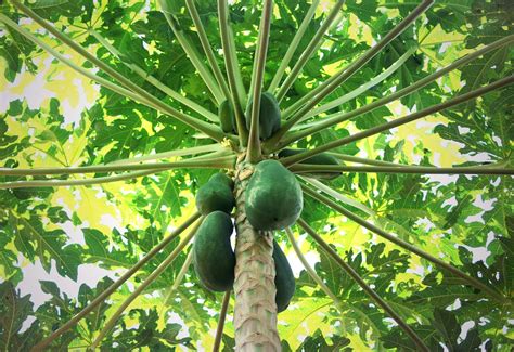 Tips On How To Grow And Care For A Pawpaw Tree Az Big Media