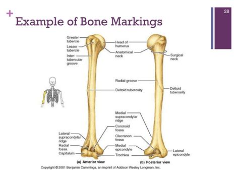 Ppt Bones And Skeletal Tissues Powerpoint Presentation Free Download