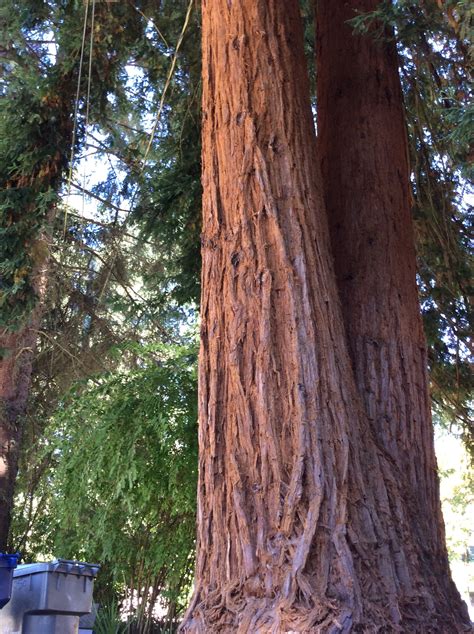 Coast Redwood Tree 12 Sequoia Sempervirens Seeds Free Etsy