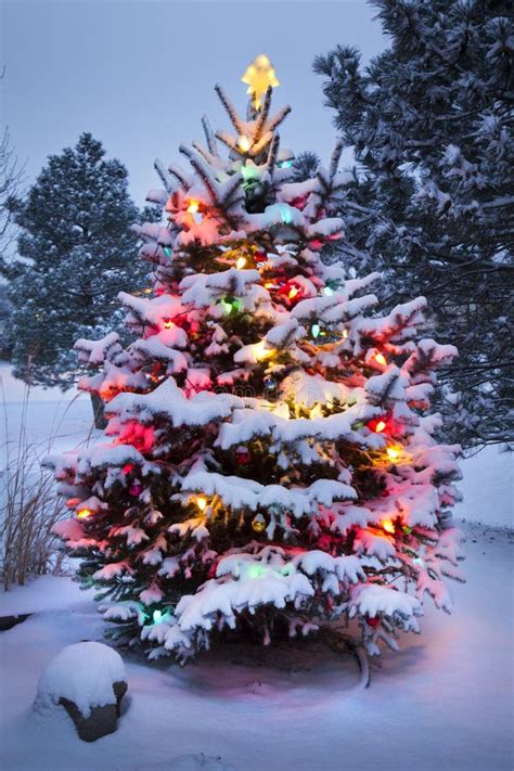 Snow Covered Christmas Tree Stands Out Brightly In Stock Image Image