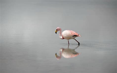 Flamingos Birds Reflection Water Wallpapers Hd Desktop
