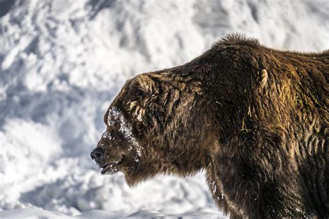 Grizzly Bear Headshots Portrait Giant Grizzly Bear Montana Winter Snow
