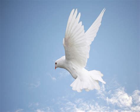 Free Holy Spirit Dove Download Free Holy Spirit Dove Png Images Free